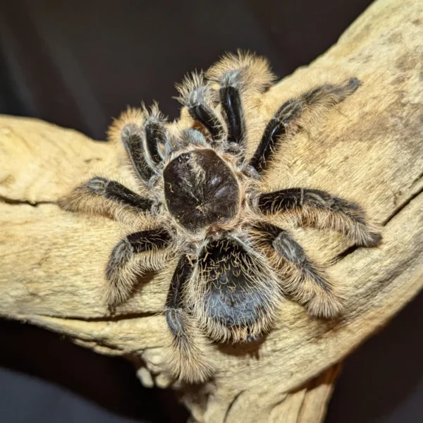 Curly Hair Tarantula - Image 2
