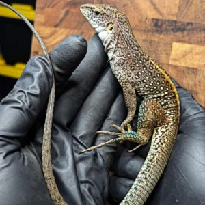 Adult Giant Ameiva Probable Female (Ameiva praesignis) for Sale