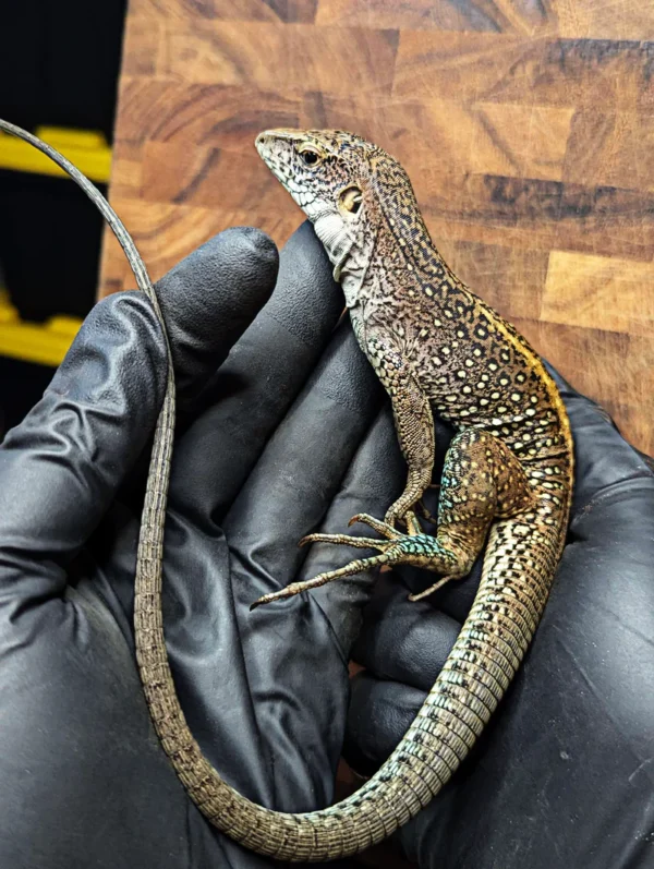 Adult Giant Ameiva Probable Female (Ameiva praesignis) for Sale - Image 2