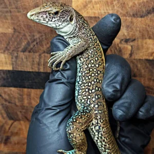 Adult Giant Ameiva (Ameiva praesignis) Probable Male for Sale