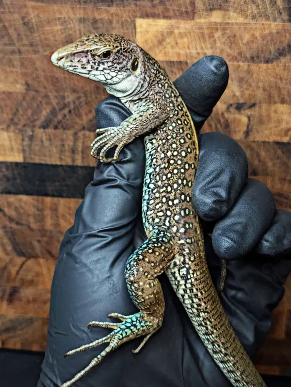 Adult Giant Ameiva (Ameiva praesignis) Probable Male for Sale - Image 2