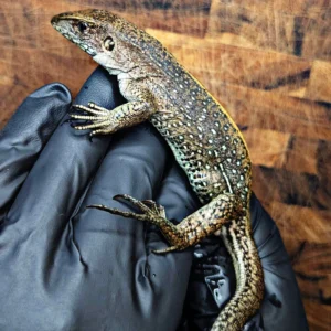 Adult Female Giant Ameiva (Ameiva praesignis) for Sale *Likely Gravid*
