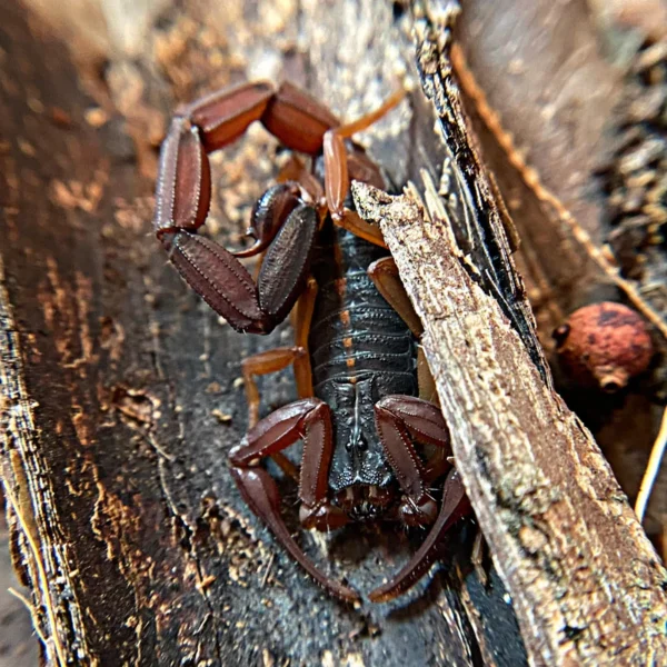 Florida Bark Scorpions for Sale | Centruroides gracilis - Image 2
