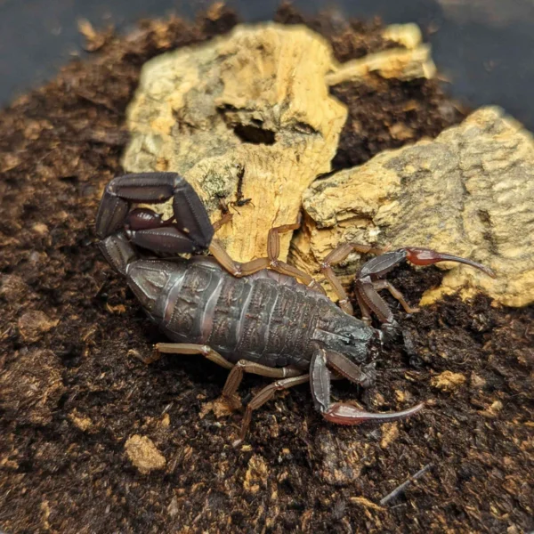 Florida Bark Scorpions for Sale | Centruroides gracilis - Image 3