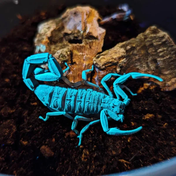 Florida Bark Scorpions for Sale | Centruroides gracilis - Image 4
