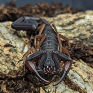Florida Bark Scorpions for Sale | Centruroides gracilis