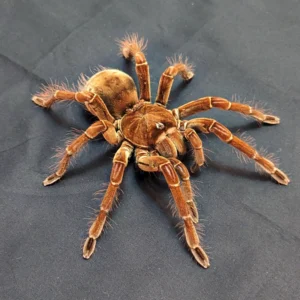 Goliath Bird Eating Tarantula