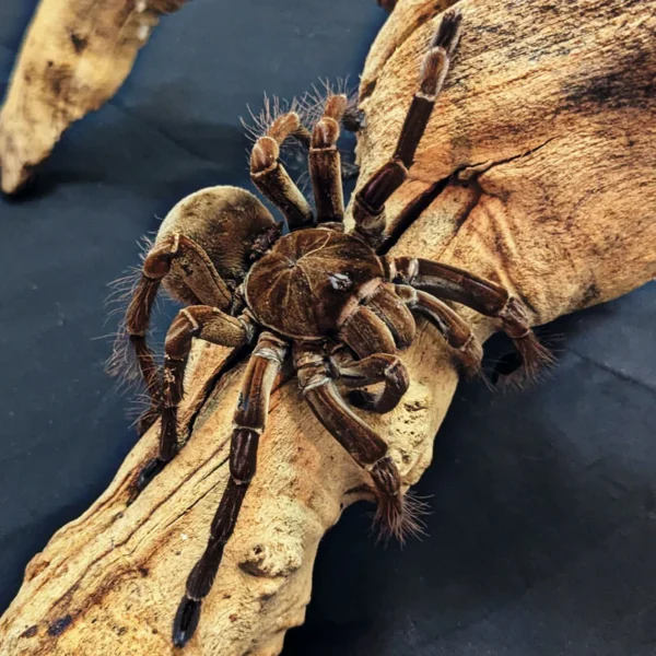 Goliath Bird Eating Tarantula - Image 3