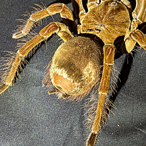 Goliath Bird Eating Tarantula - Image 2