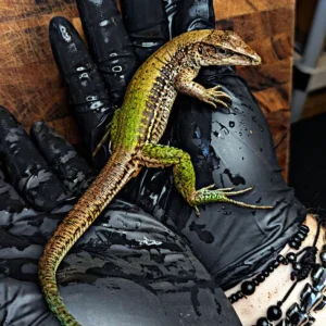 Adult Female Green Ameiva (Ameiva ameiva) for Sale