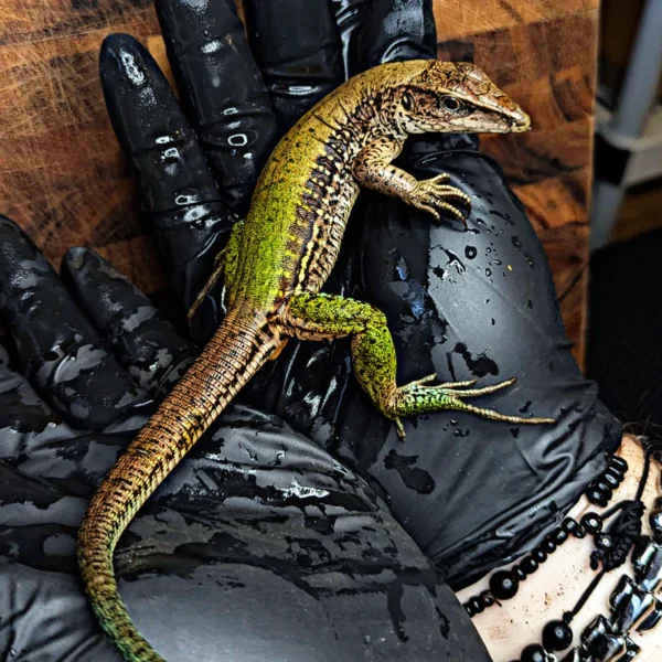 Adult Female Green Ameiva (Ameiva ameiva) for Sale