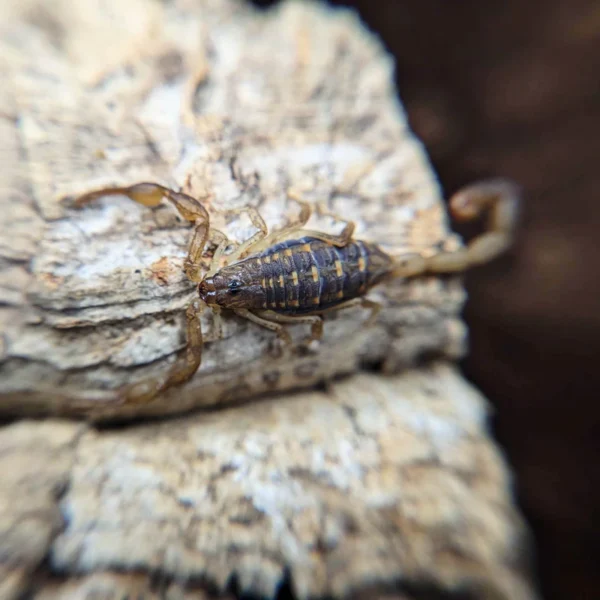 Centruroides guanensis Scorpion for Sale | Rare Arboreal Species - Image 4