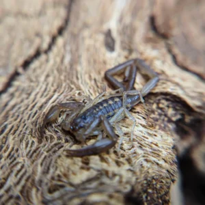 Centruroides guanensis Scorpion for Sale | Rare Arboreal Species