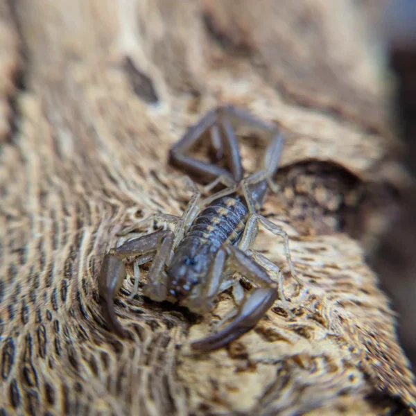 Centruroides guanensis Scorpion for Sale | Rare Arboreal Species - Image 3