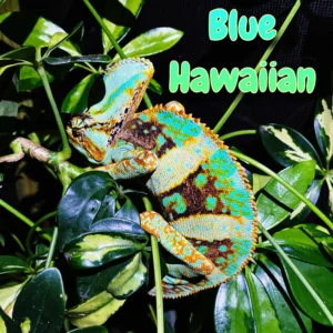 Veiled Chameleon “Blue Hawaiian”