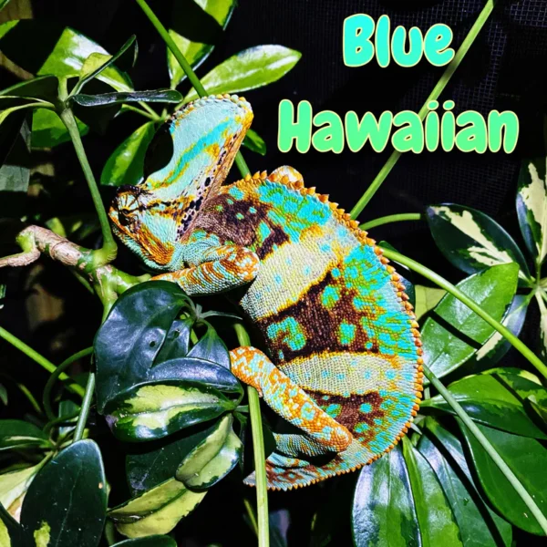 Veiled Chameleon “Blue Hawaiian”
