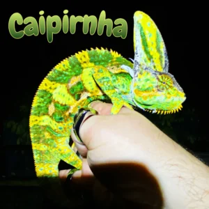 Veiled Chameleon XL “Caipirnha”