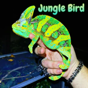 Veiled Chameleon XL “Jungle Bird”