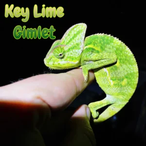 Veiled Chameleon “Key Lime Gimlet”
