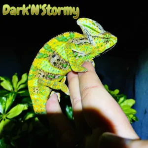 Veiled Chameleon “Dark’N’Stormy”