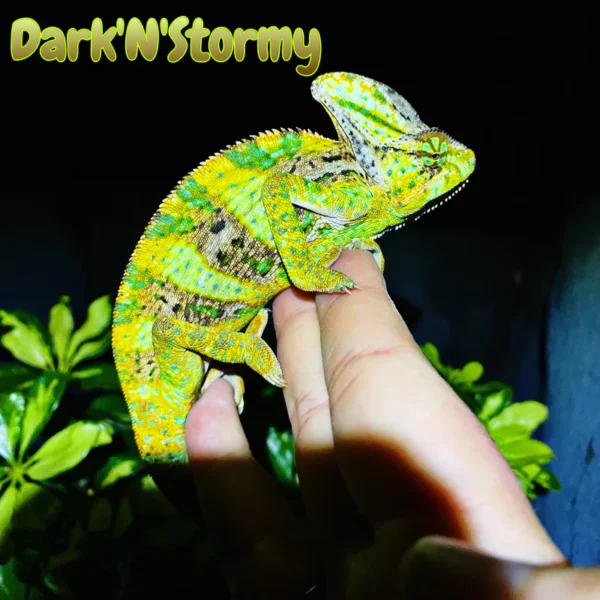 Veiled Chameleon “Dark’N’Stormy”