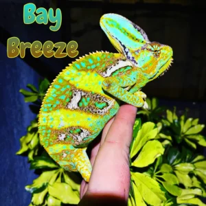 Veiled Chameleon “Bay Breeze”