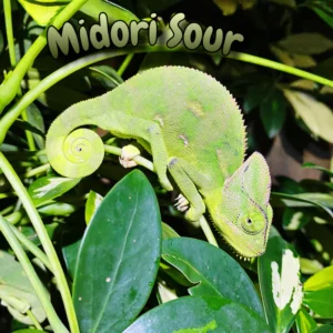 Veiled Chameleon “Midori Sour”