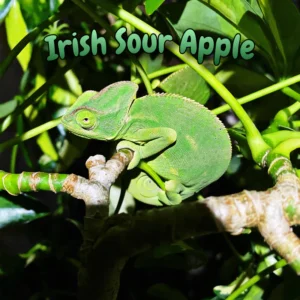 Veiled Chameleon “Irish Sour Apple”