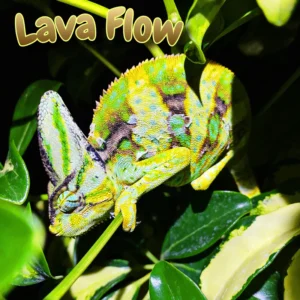 Veiled Chameleon “Lava Flow”