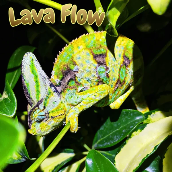 Veiled Chameleon “Lava Flow”