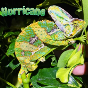 Veiled Chameleon “Hurricane”