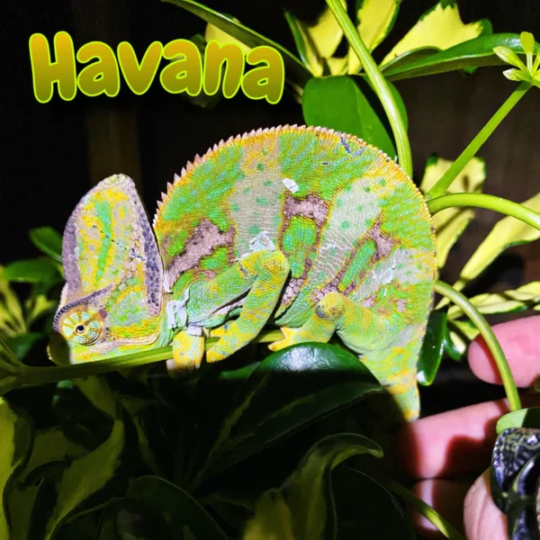 Veiled Chameleon “Havana”