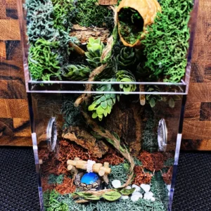 Custom Jumping Spider Enclosure