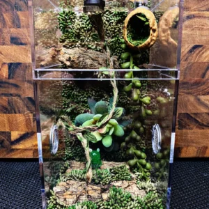 Custom Jumping Spider Enclosure