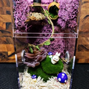Custom Jumping Spider Enclosure