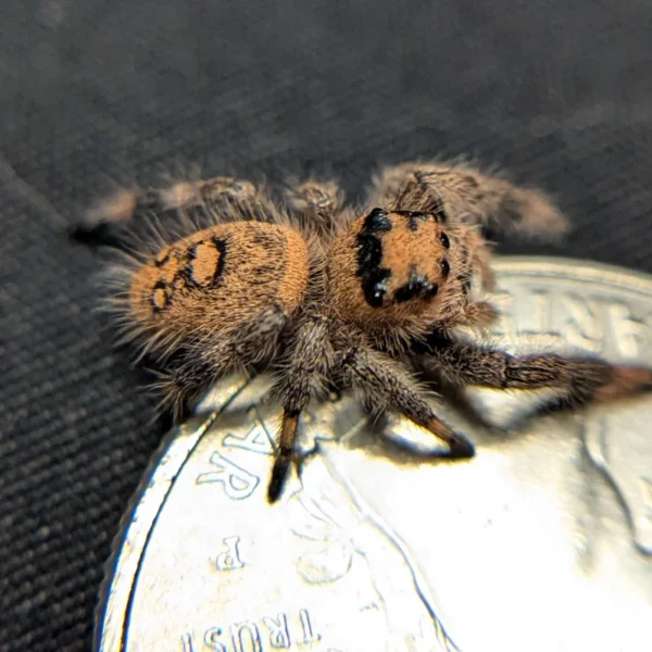 Regal Jumping Spider "Melody" - Image 2