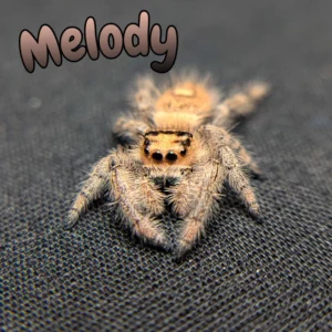 Regal Jumping Spider "Melody"