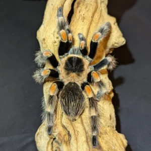 Mexican Red Knee