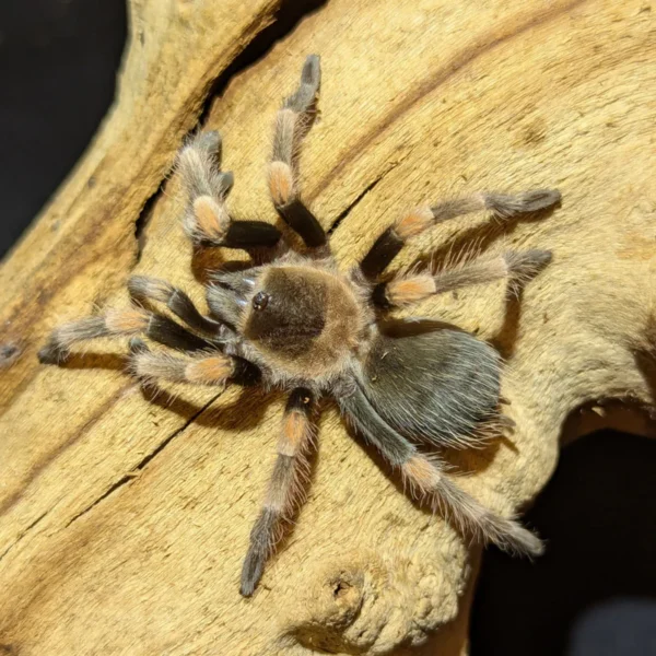 Mexican Red Knee - Image 3