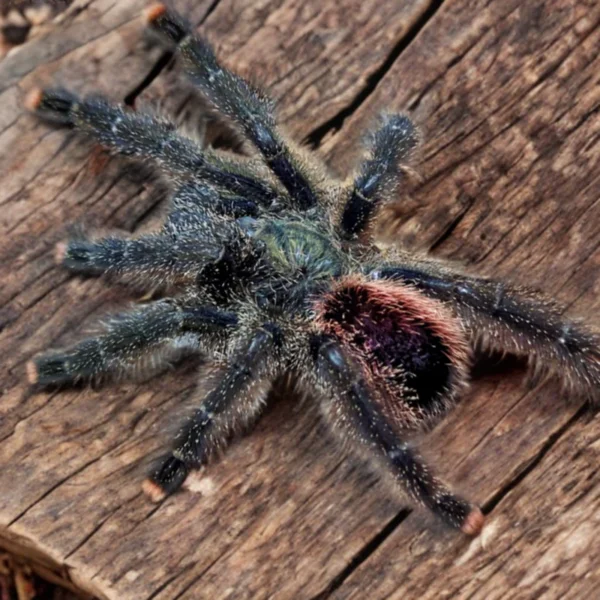 Peruvian Purple Pink Toe Tarantula M2 - Image 3