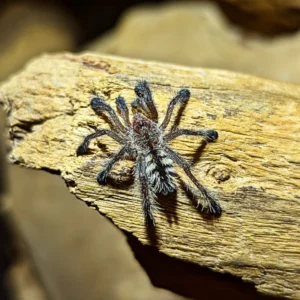 Peruvian Purple Pink Toe Tarantula M2
