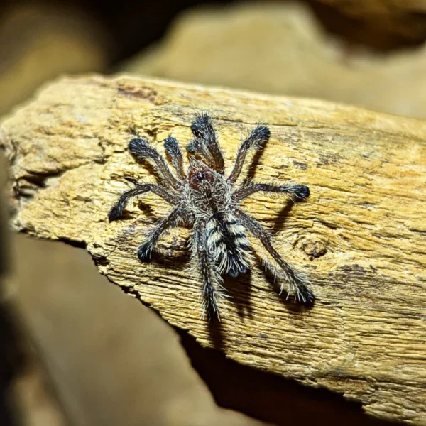Peruvian Purple Pink Toe Tarantula M2