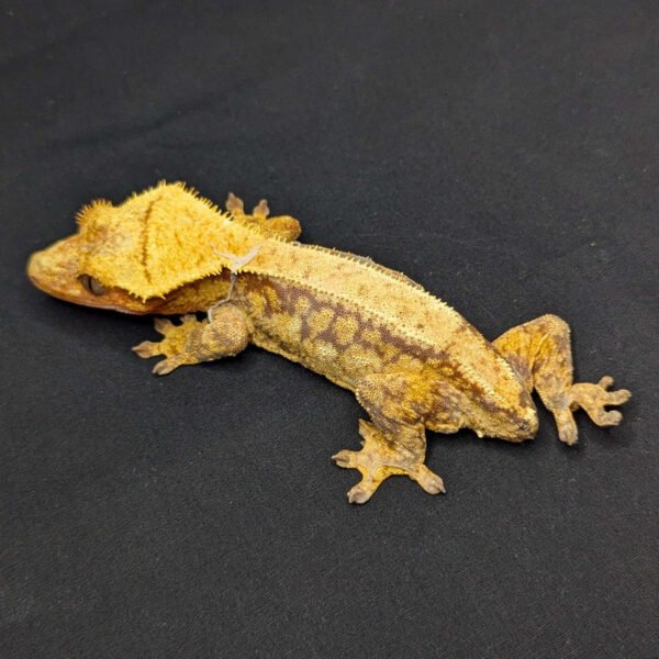 Adult Female Extreme Harlequin Crested Gecko with a Red Base "Taki" - Image 2