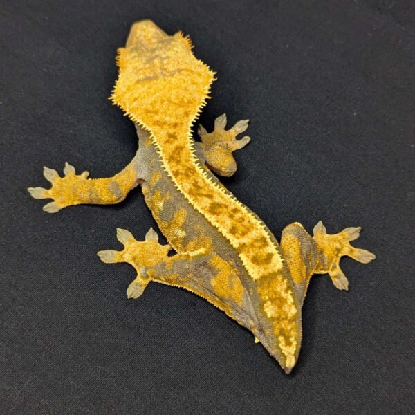 Adult Female Harlequin Crested Gecko "Butter Bean" - Image 2