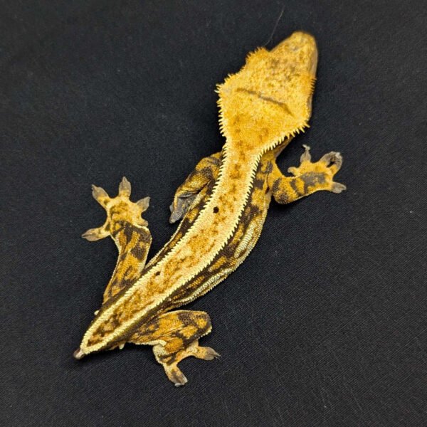 Adult Female Tricolor Full Pinstripe Crested Gecko "Cheetah" - Image 2