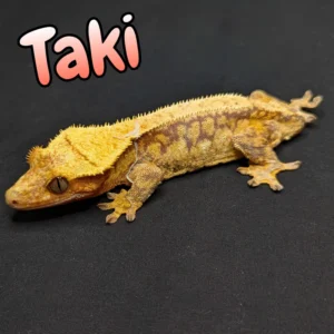 Adult Female Extreme Harlequin Crested Gecko with a Red Base "Taki"
