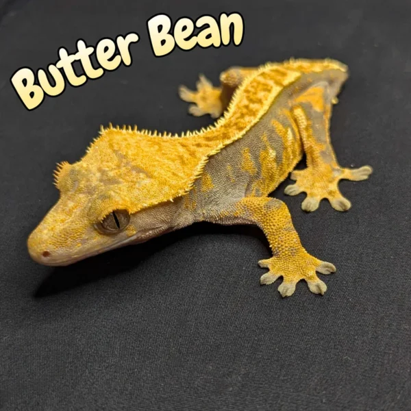 Adult Female Harlequin Crested Gecko "Butter Bean"
