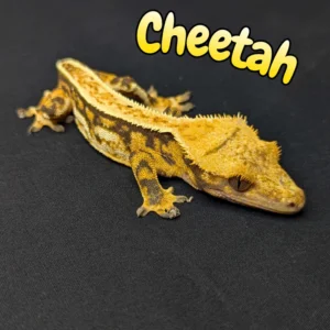 Adult Female Tricolor Full Pinstripe Crested Gecko "Cheetah"